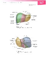 Sobotta  Atlas of Human Anatomy  Trunk, Viscera,Lower Limb Volume2 2006, page 154